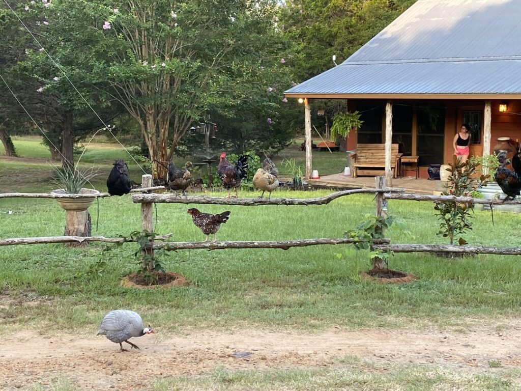 Fair payment for 13 days house-sitting. Will be caring for 17 chickens, 5 cats, garden, small orchard and hot tub? Fair payment for 13 days house-sitting. Will be caring for 17 chickens, 5 cats, garden, small orchard and hot tub?