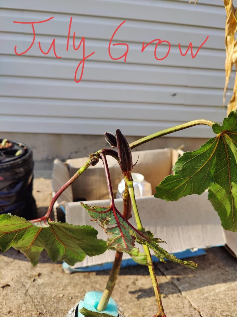 Kratky Okra, Round 2
