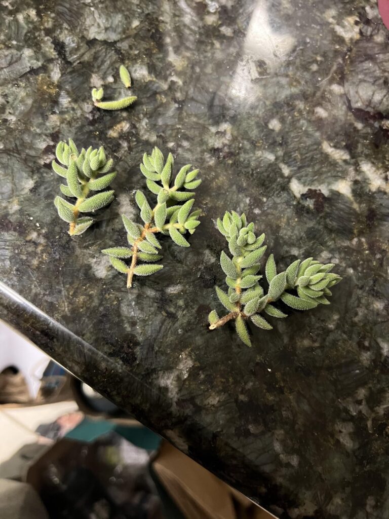 Pickle plant lost some limbs, how can I prop? Pickle plant lost some limbs, how can I prop?