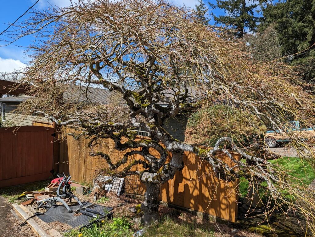 Japanese maple in the front yard of a house my wife sold.