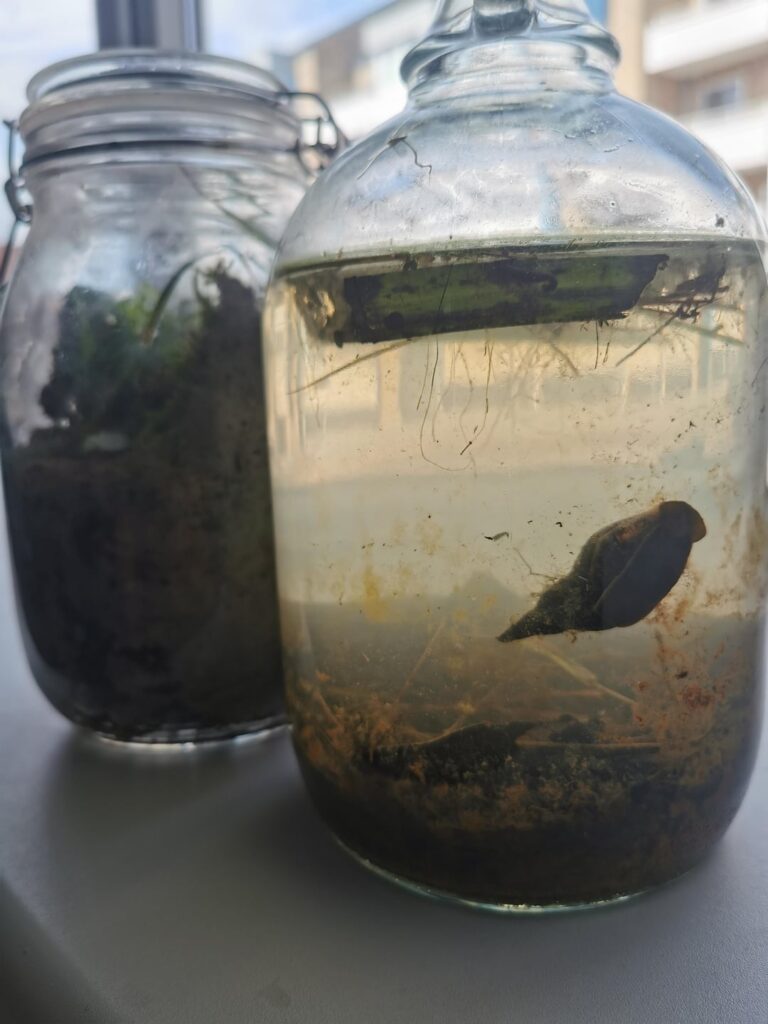 Started a pond sphere and a forrest sphere yesterday. Any tips for keeping pond snails alive? I dont want to lose him