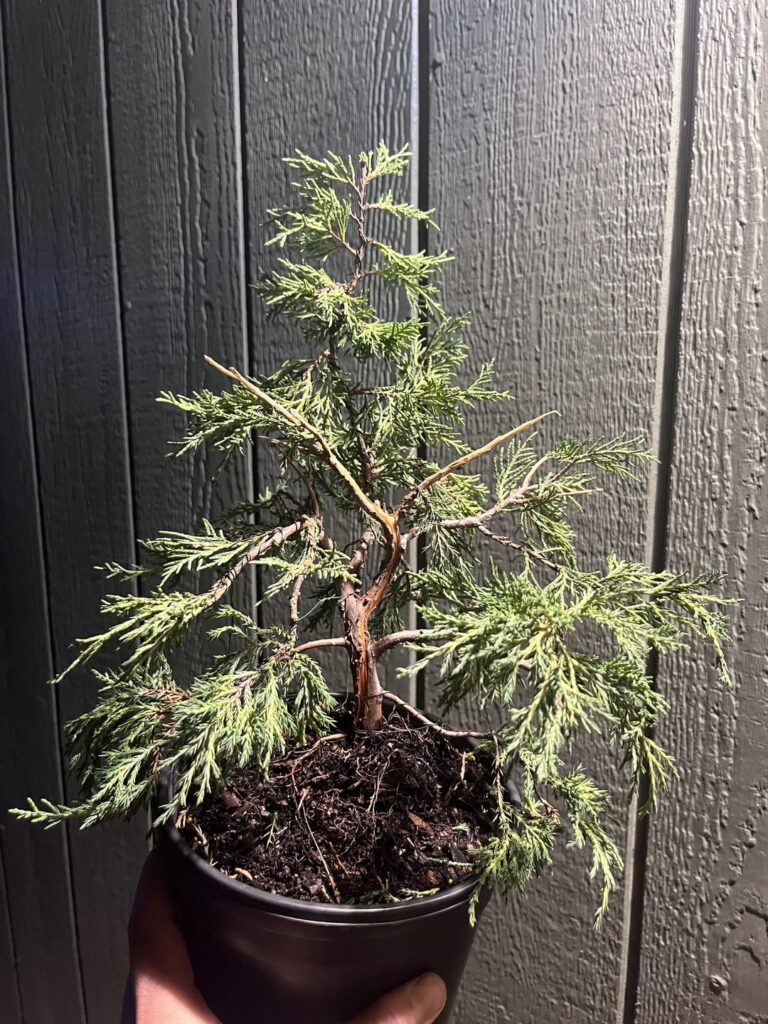My first styling. 10$ Old Gold Juniper
