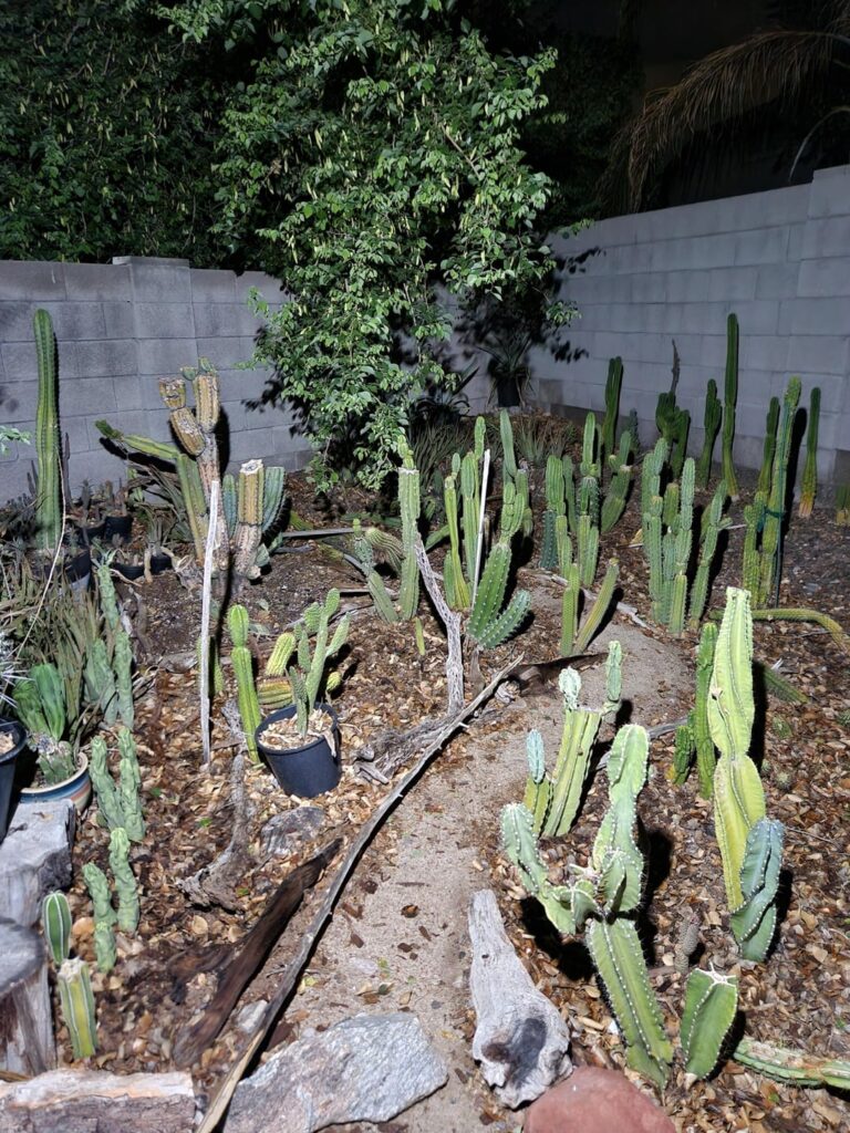 A good rule of "green thumb" is to remember your A,B,C's! Always Be Cactusin'.. I set up the ol' led shop light so u could get some cactusing in before work. Looks like I'll need some shade over here before next summer..
