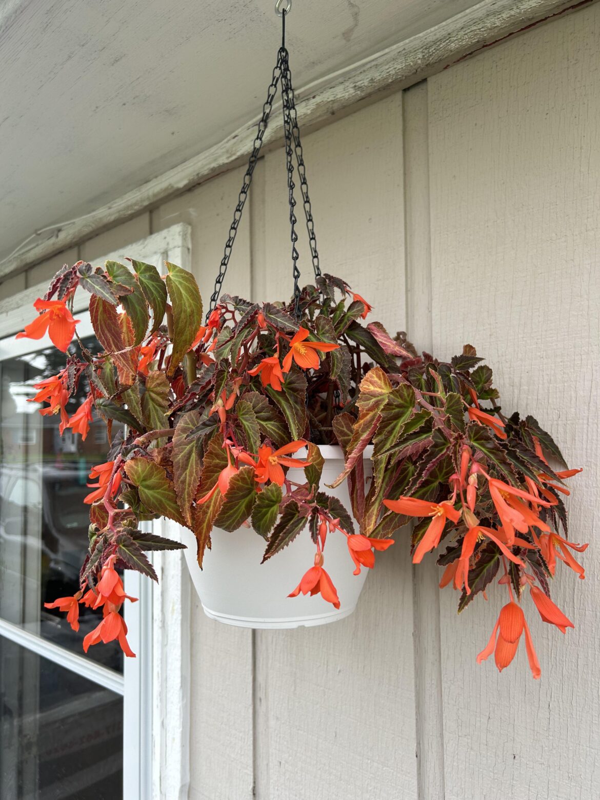 My neat begonia