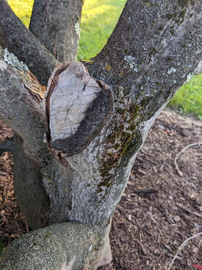 What kind of disease is this?