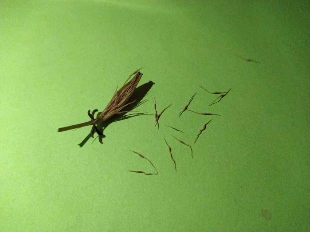 My first homemade Nepenthes seed, singalana x truncata - really feels like I'm taking a step up in my nep game