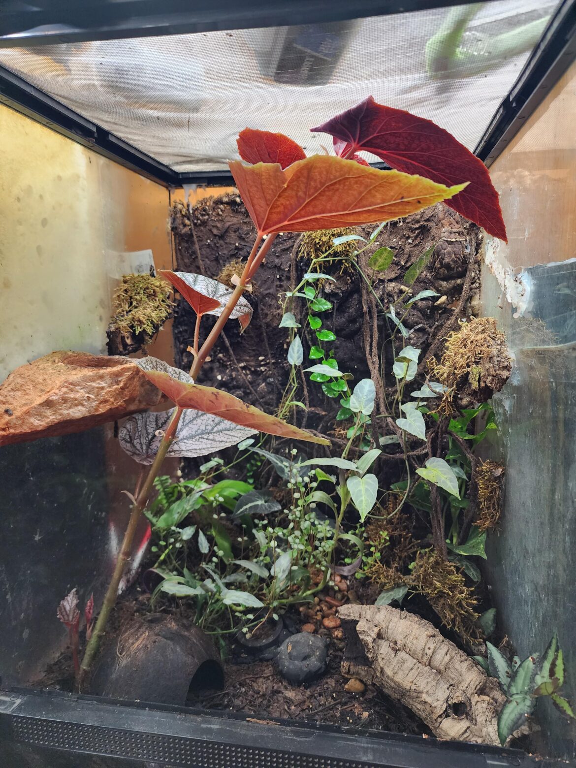 What should I do for this begonia? More info below.