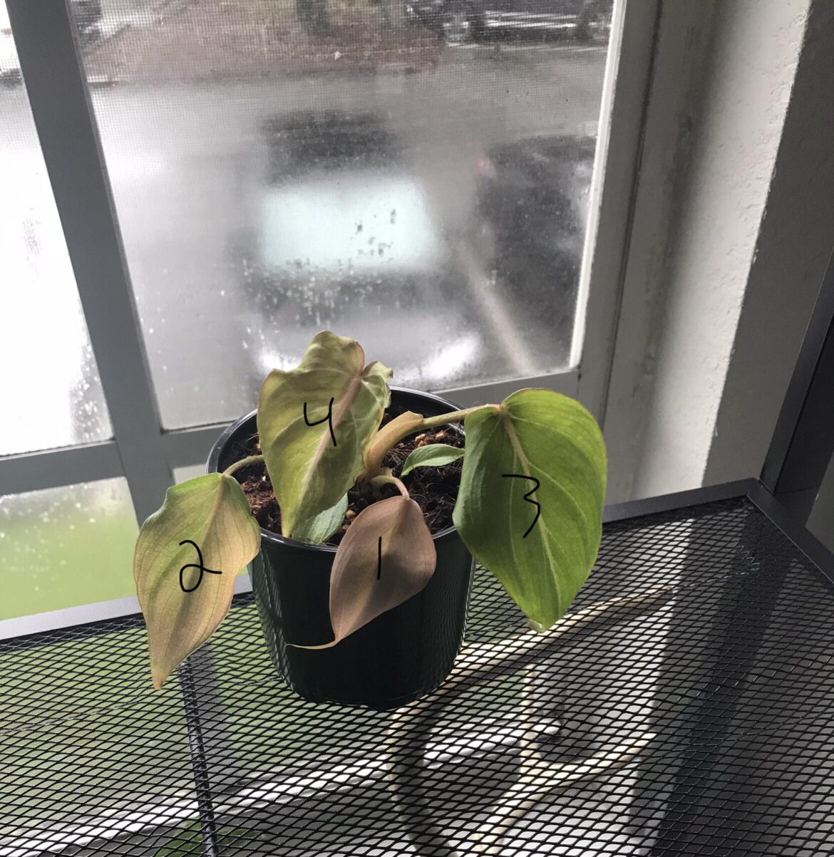 Weird sequence of P gloriosum leaves