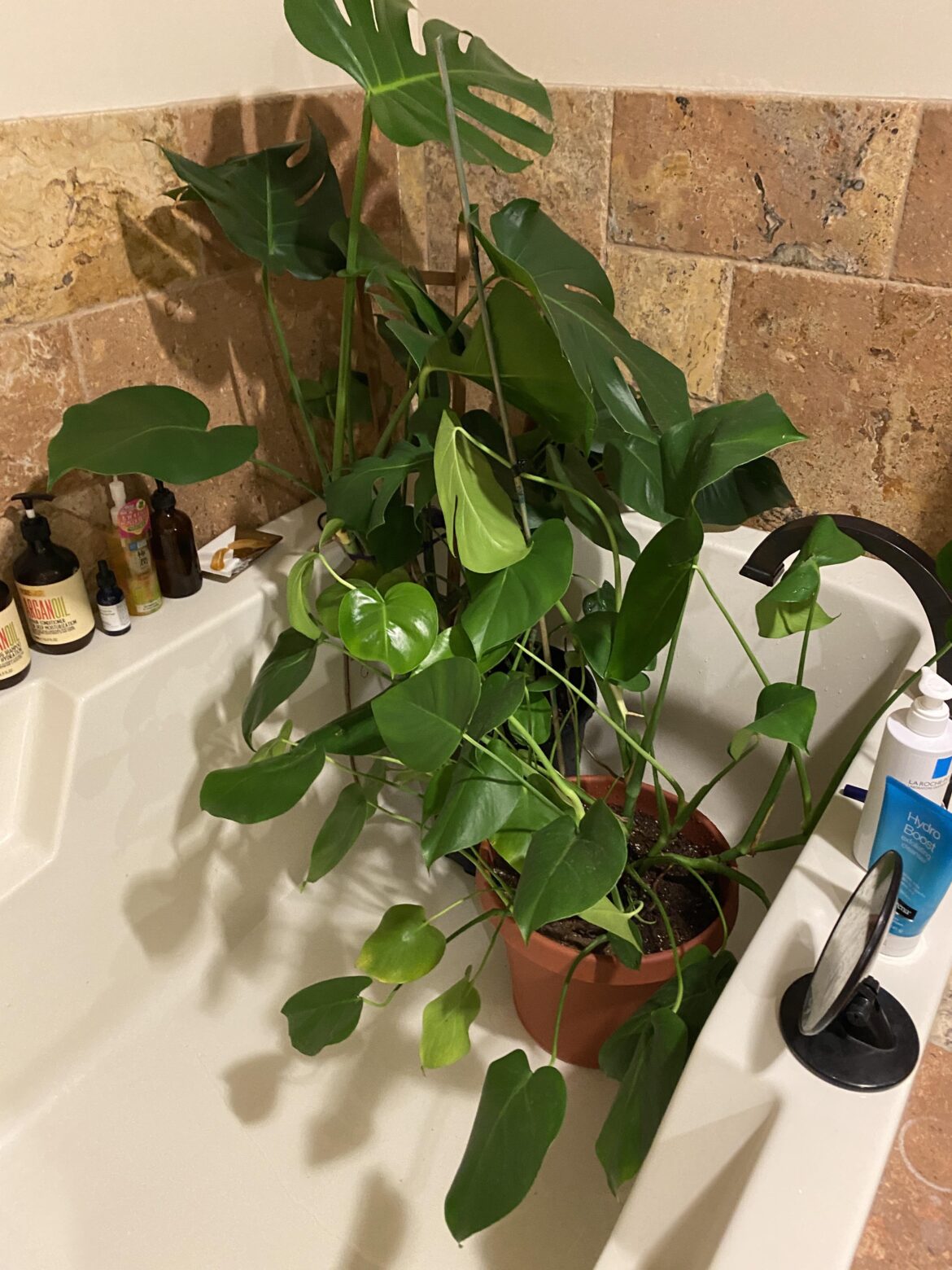 If I place my indoor monstera outside for a couple of hrs in the sun, will it get damaged ?