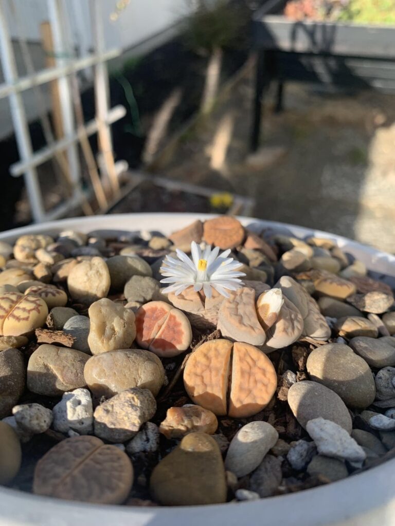 Lithops Flowering