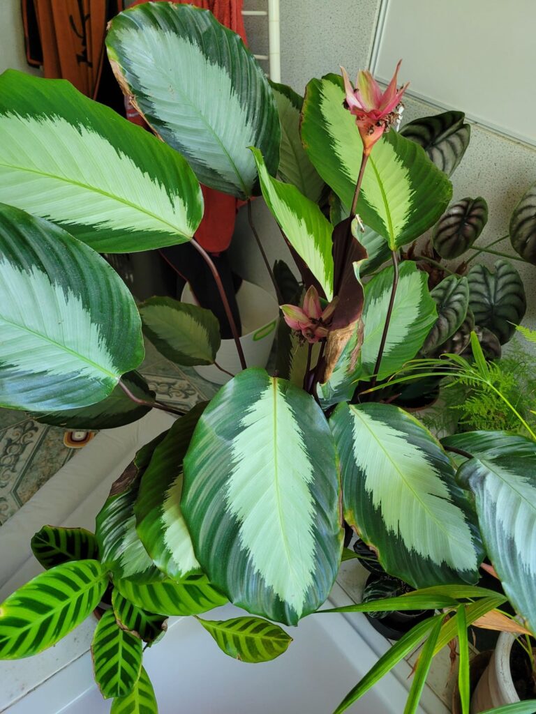 Who said calatheas hate sun ?