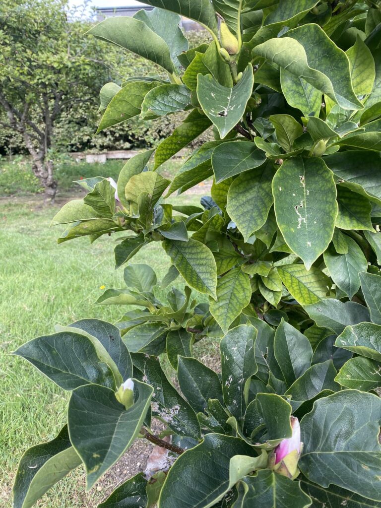 Magnolia (Soulangeana)blossoming again