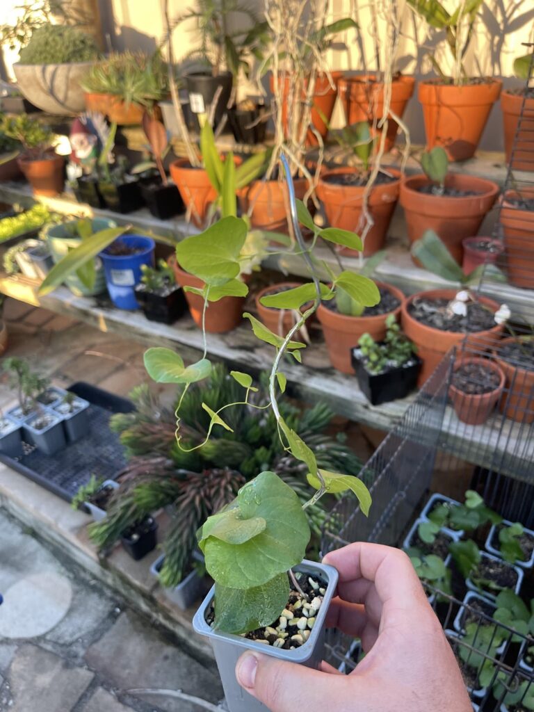 Very much underestimated how quickly the first vine grows on my dioscoria seedlings. Very much underestimated how quickly the first vine grows on my dioscoria seedlings.