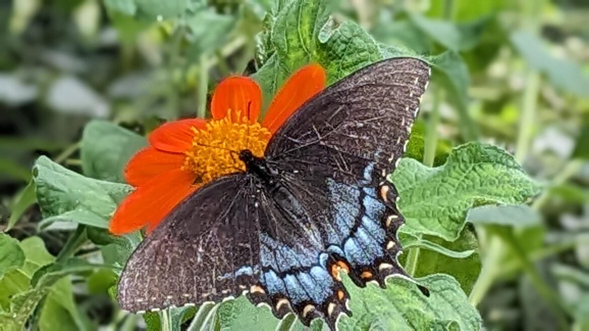 Mexican sunflower and spice bush swallowtail 🤙