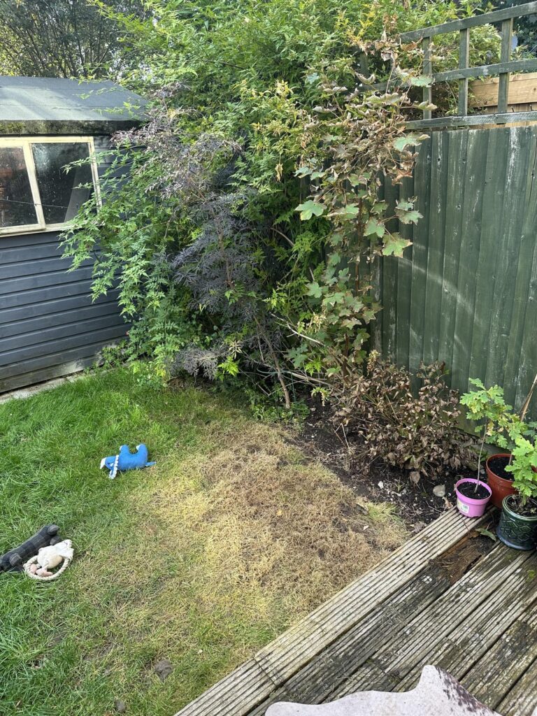 Mystery I need help solving! I can’t figure out why section of garden is dying?