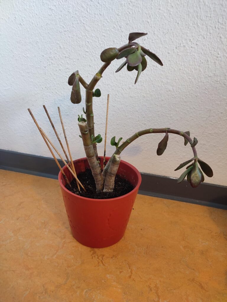 My plant fell from the balcony during a storm while I was on vacation and this is whats left - how do I safe this? Roots are fine.