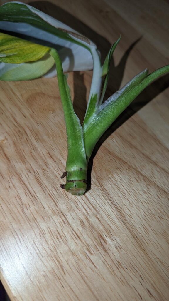 Can I propagate this in water? It had root rot which is why the leaves are so wilted. Should I trim the leaves off before putting in water? Do I need it to blister over first? Thanks!