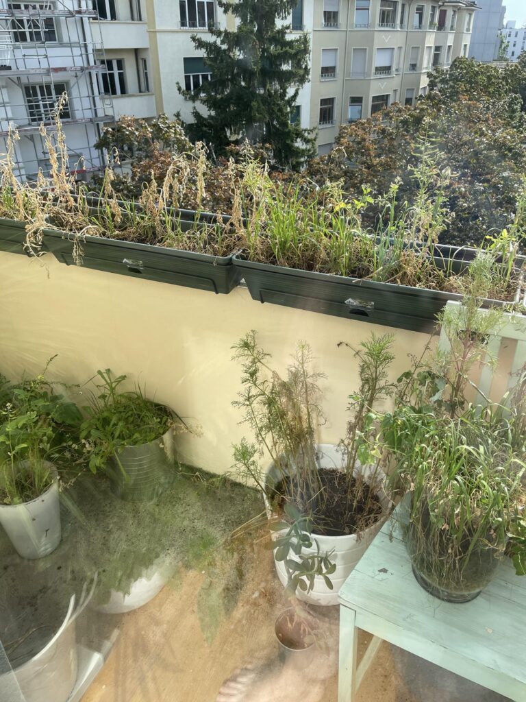 Plants having a hard time Plants having a hard time