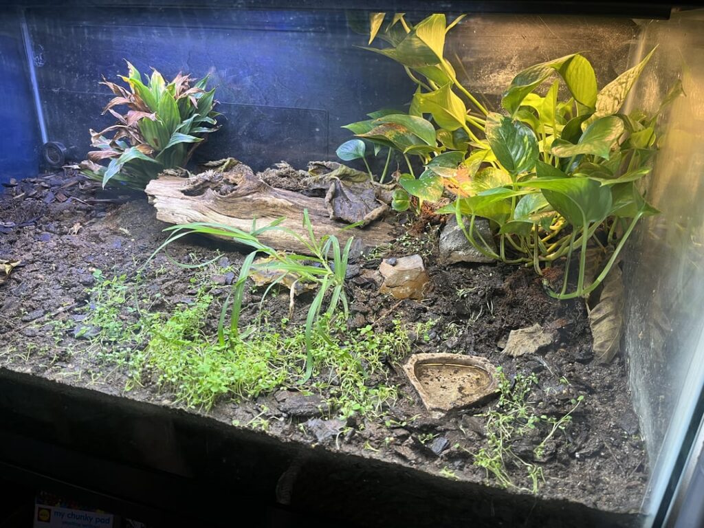 40 gal Arthropod Vivarium