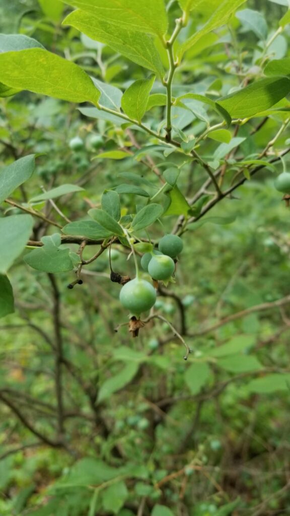Anyone know what type of berry this is?