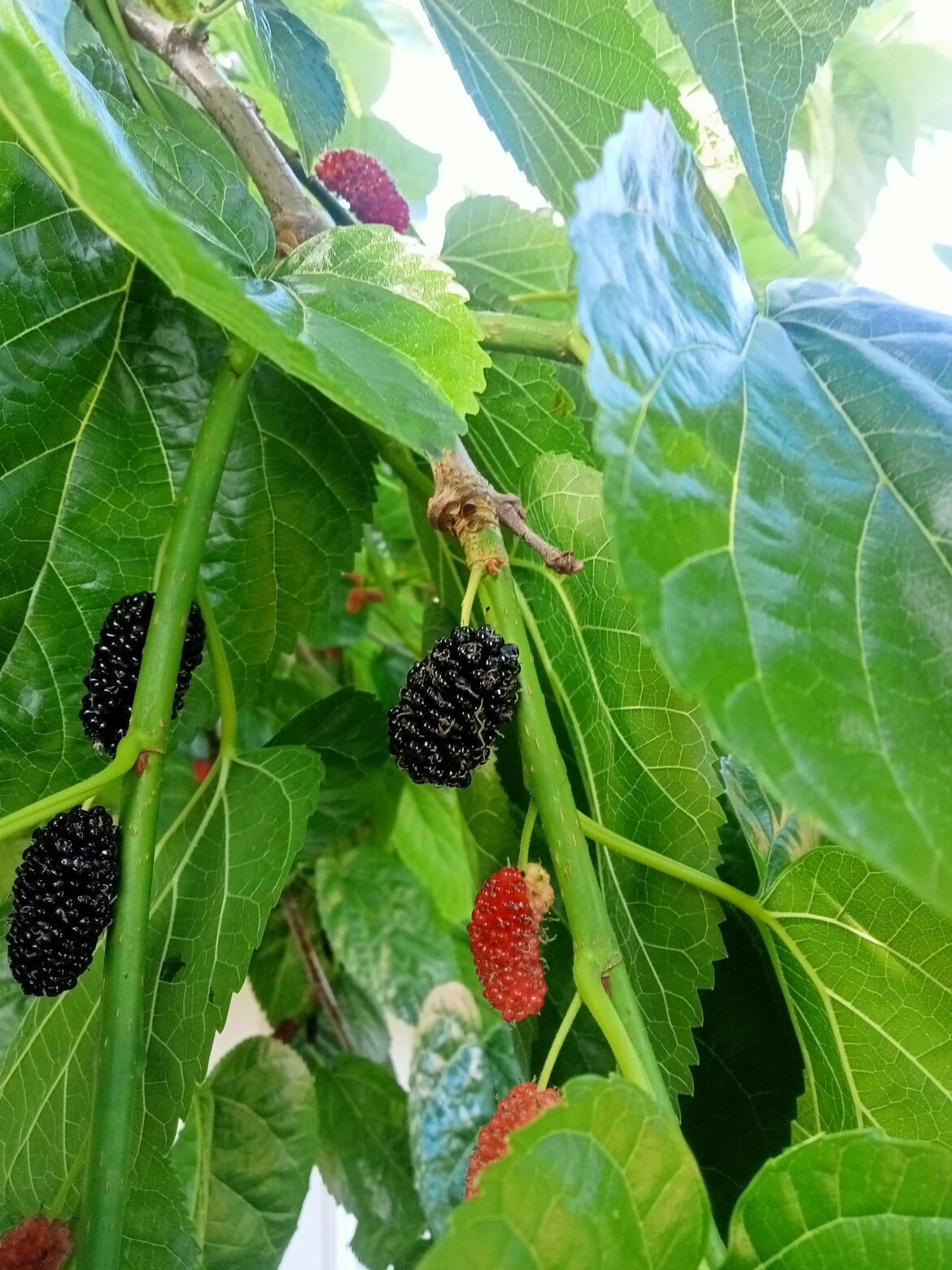 Can I eat these? Large Tree in Queensland, Australia 🦘
