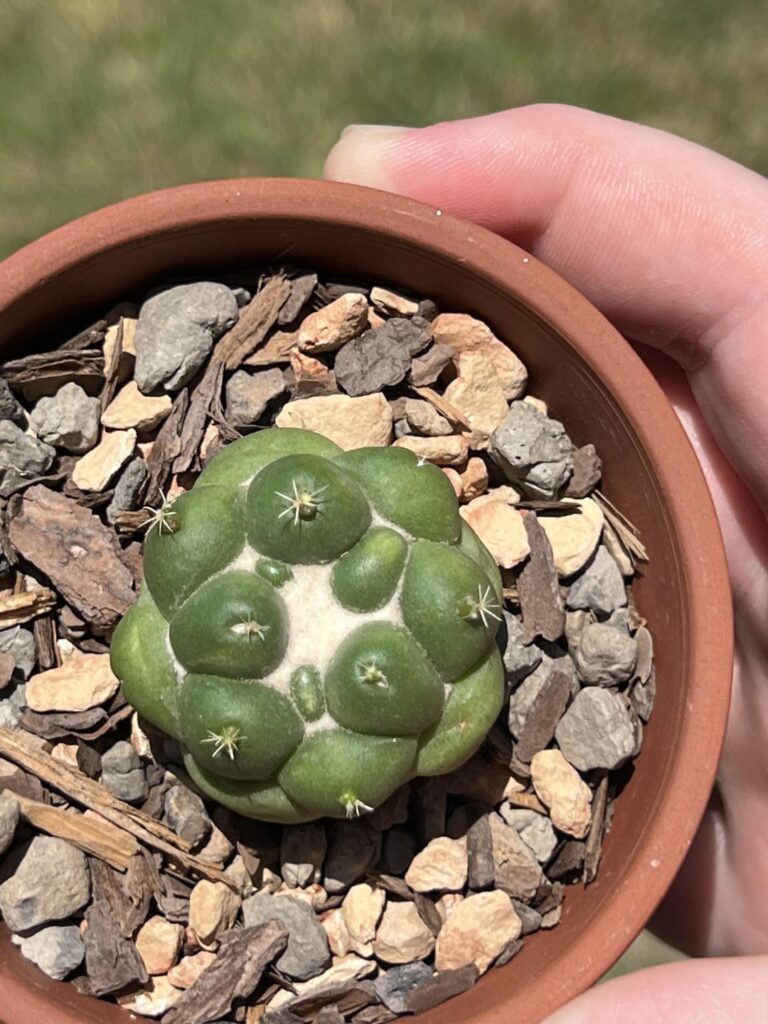 Anybody got any ideas on the yellowing on my coryphantha? It’s still firm, and only gets watered when the top tubercles start to wrinkle. Is it sun stress or something more sinister?