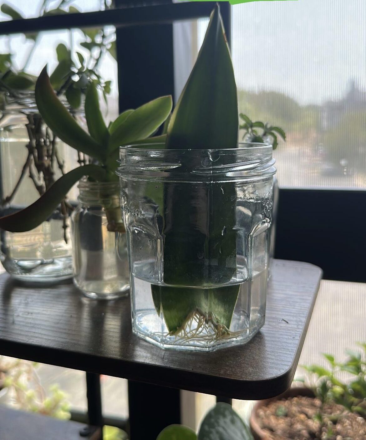 Snake prop finally looking like a prop and not just a leaf in water 😎