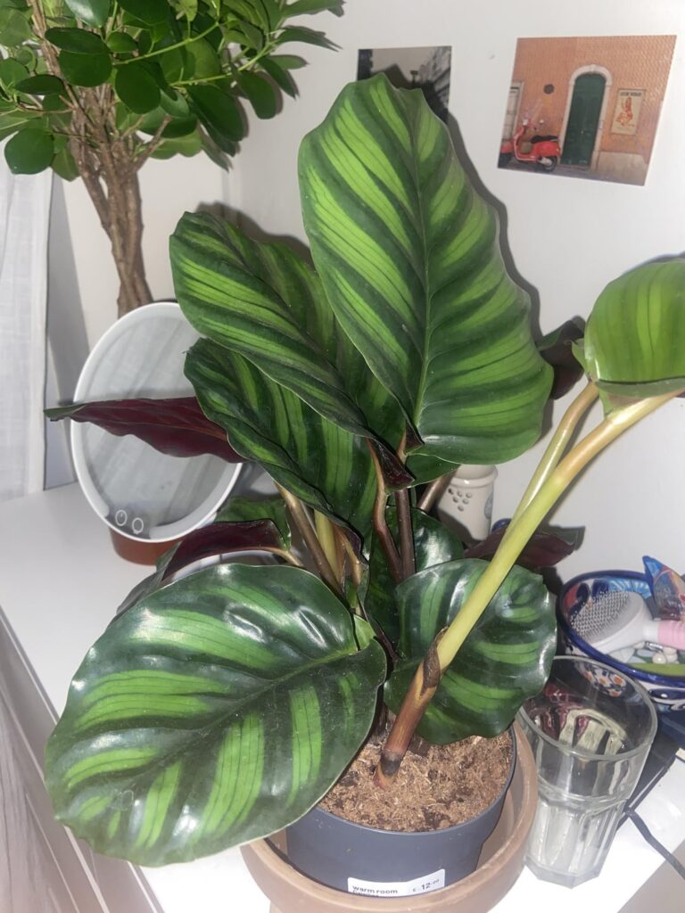 What type of Calathea is this?