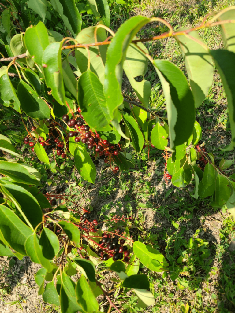 Berries