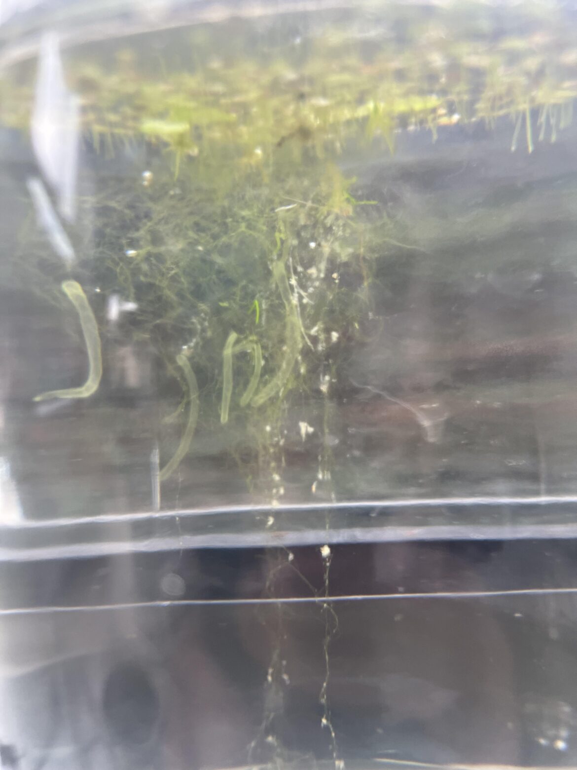 Does anyone know what theses little green tubes are, they’re completely transparent