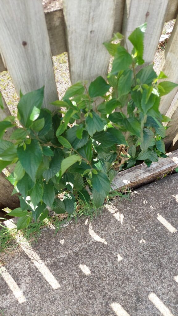 Is this a lucky bird drop