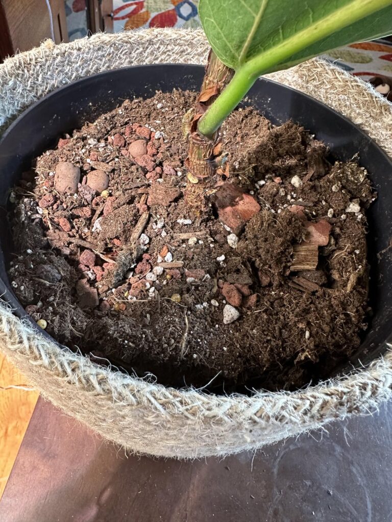 Soil putting away from pot