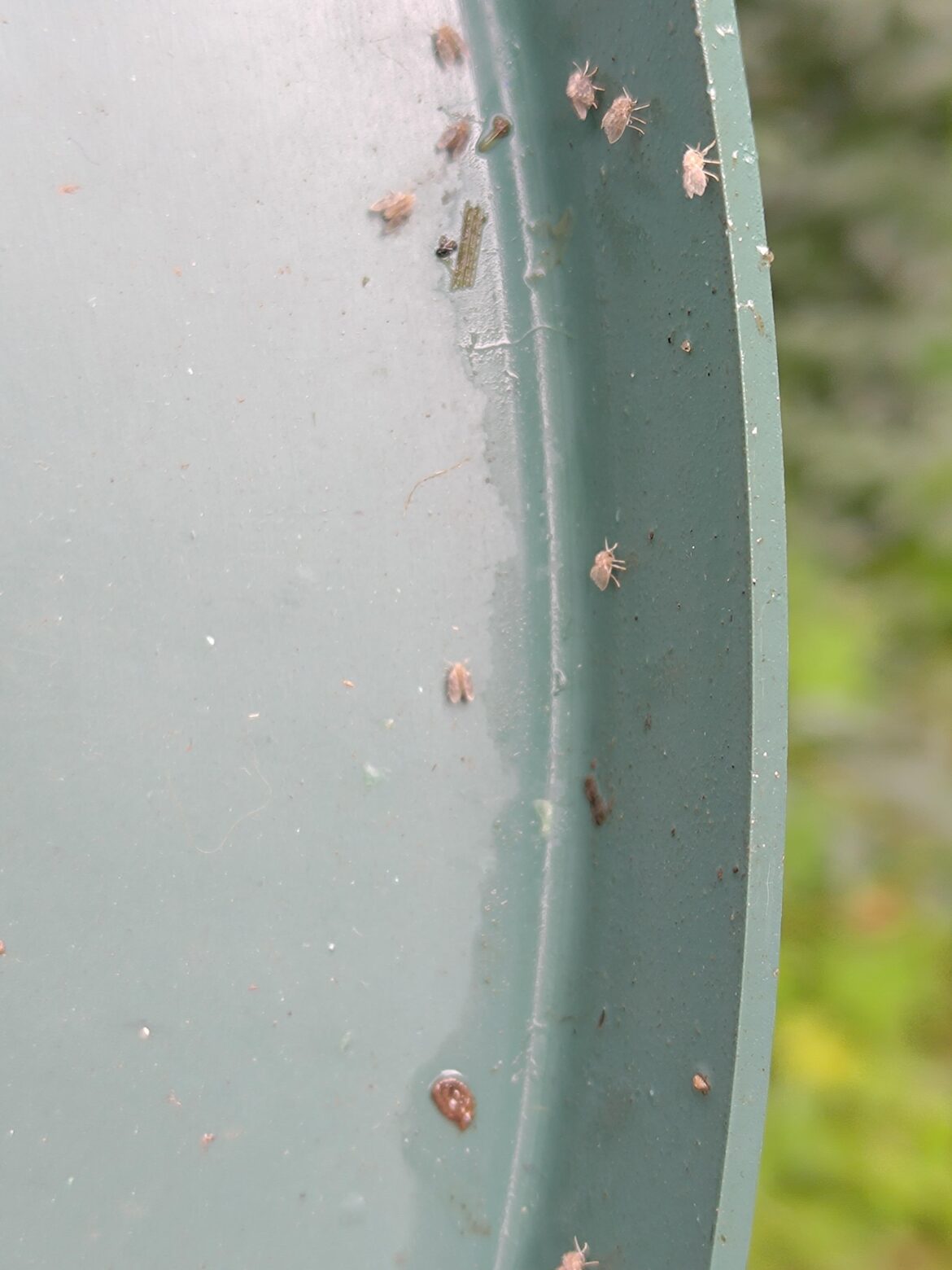 Help me identify these two insects in my bin?