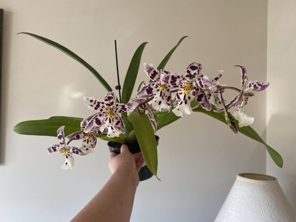 Bllra. Tropic Lily ‘Hilo Space Ship’ full bloom + spotted leaves: something i should worry about?