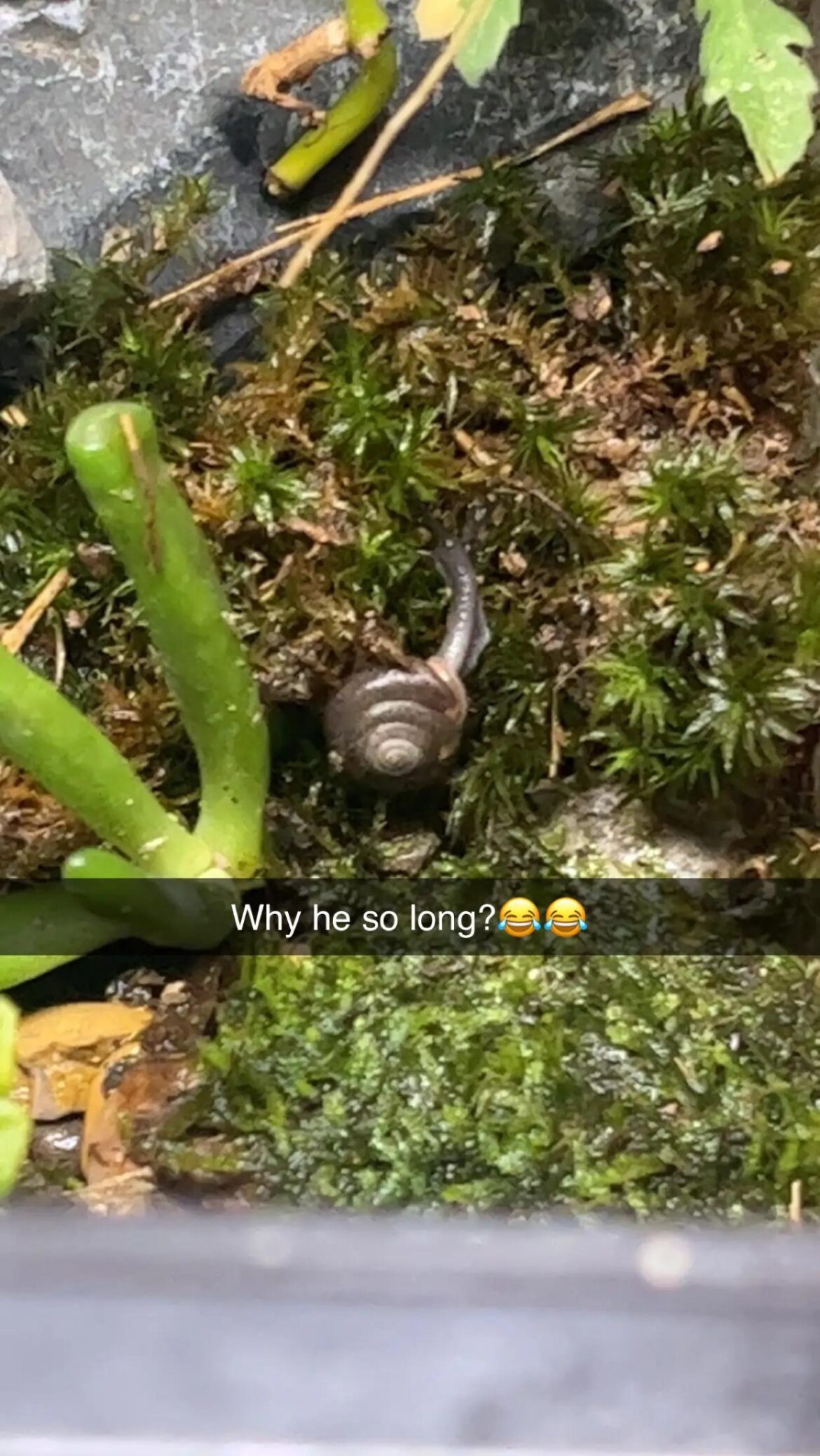 I didn’t know snails were such long bois lol
