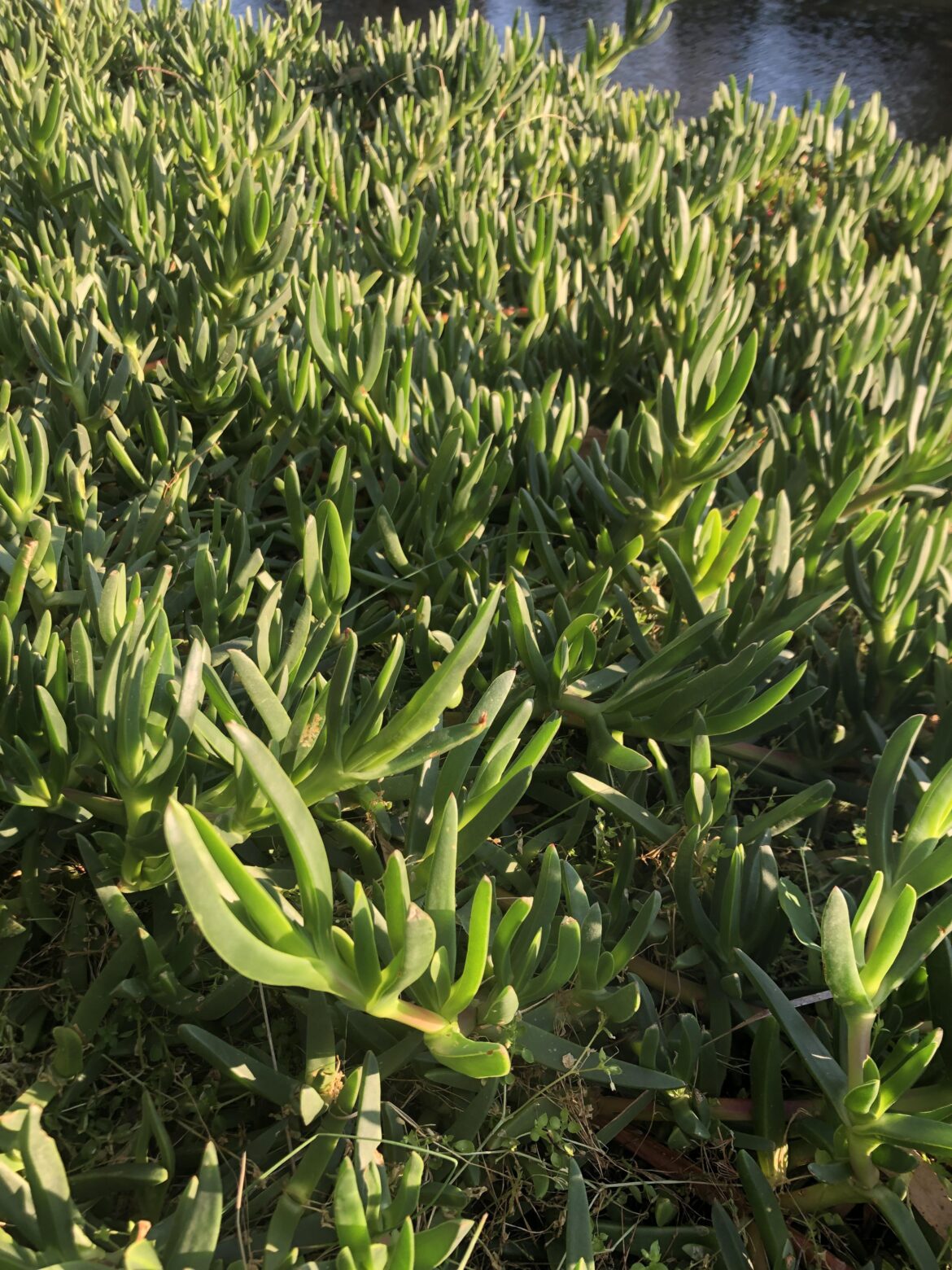 What beach plant is this?