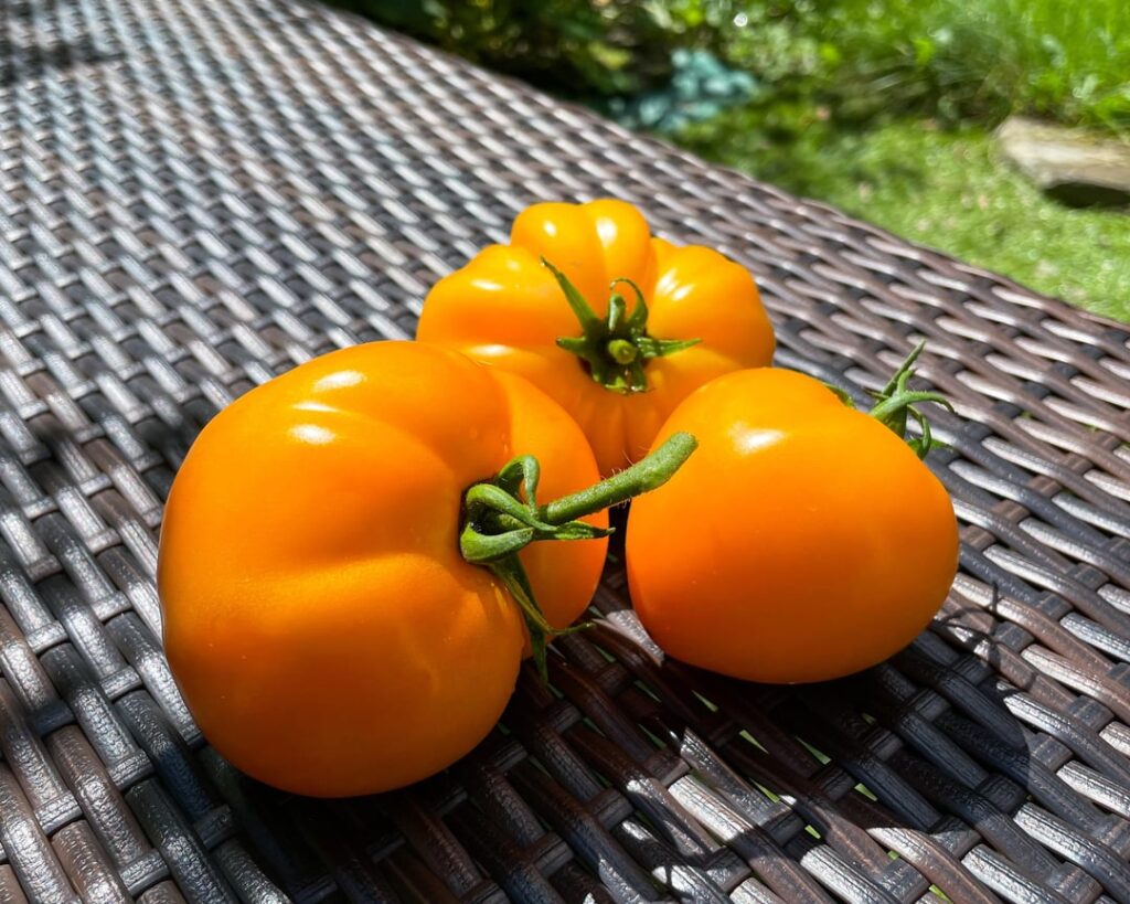 This Years Tomato Hits!