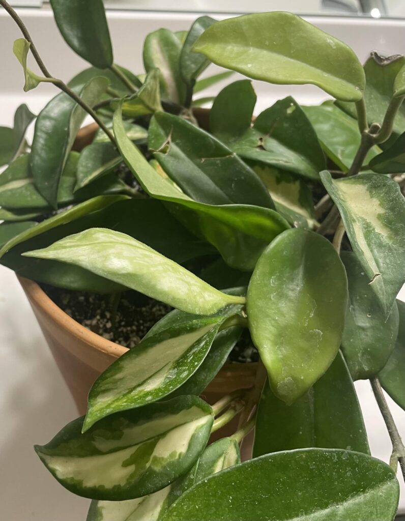 Which one is it? Which one is it?