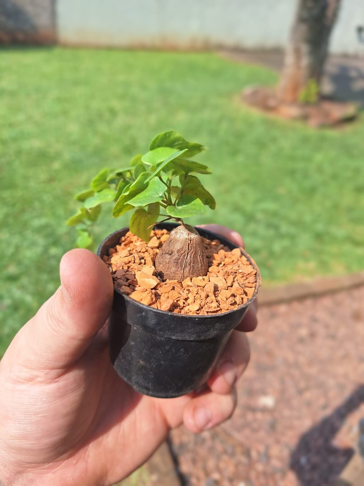 My first caudex plant - Wish me luck - Tips will be welcome!! (Dioscorea Elephantipes)