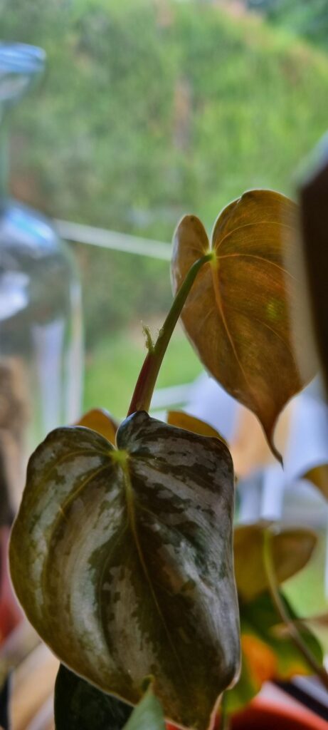 Should I kill? And if so how?