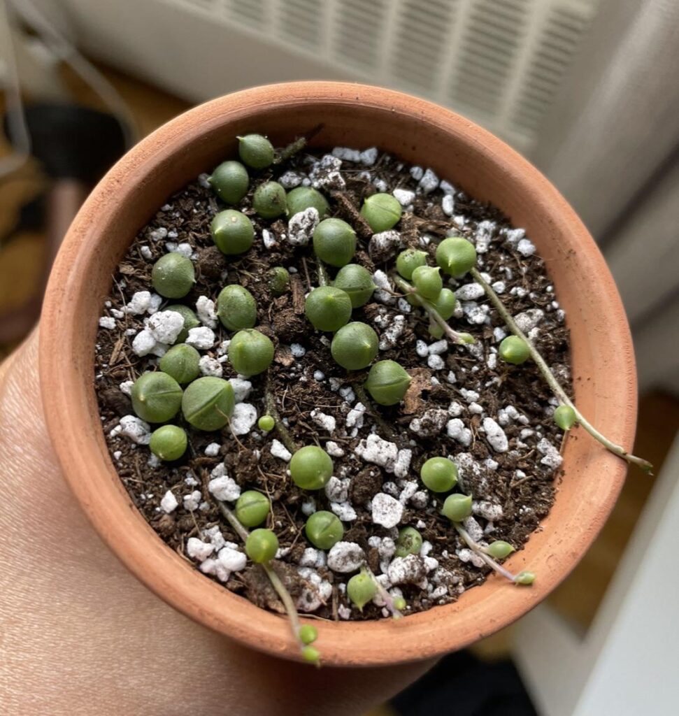 Help! I’m about to give this cutting to a friend. Now the pearls are shrivelled?