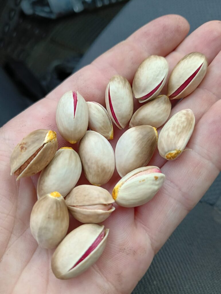 How is the plant that give pistachios???