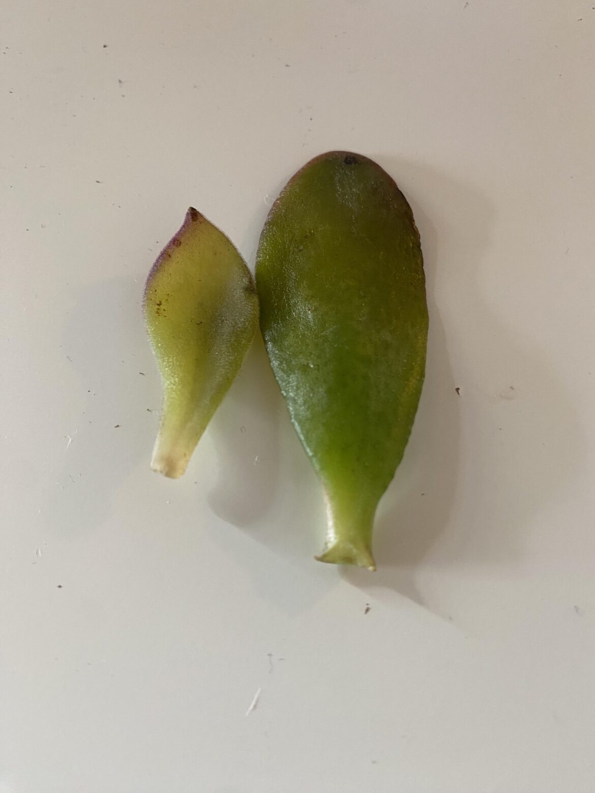 Can anyone ID these two leaves? Randomly took them but they weren’t close to any plant.