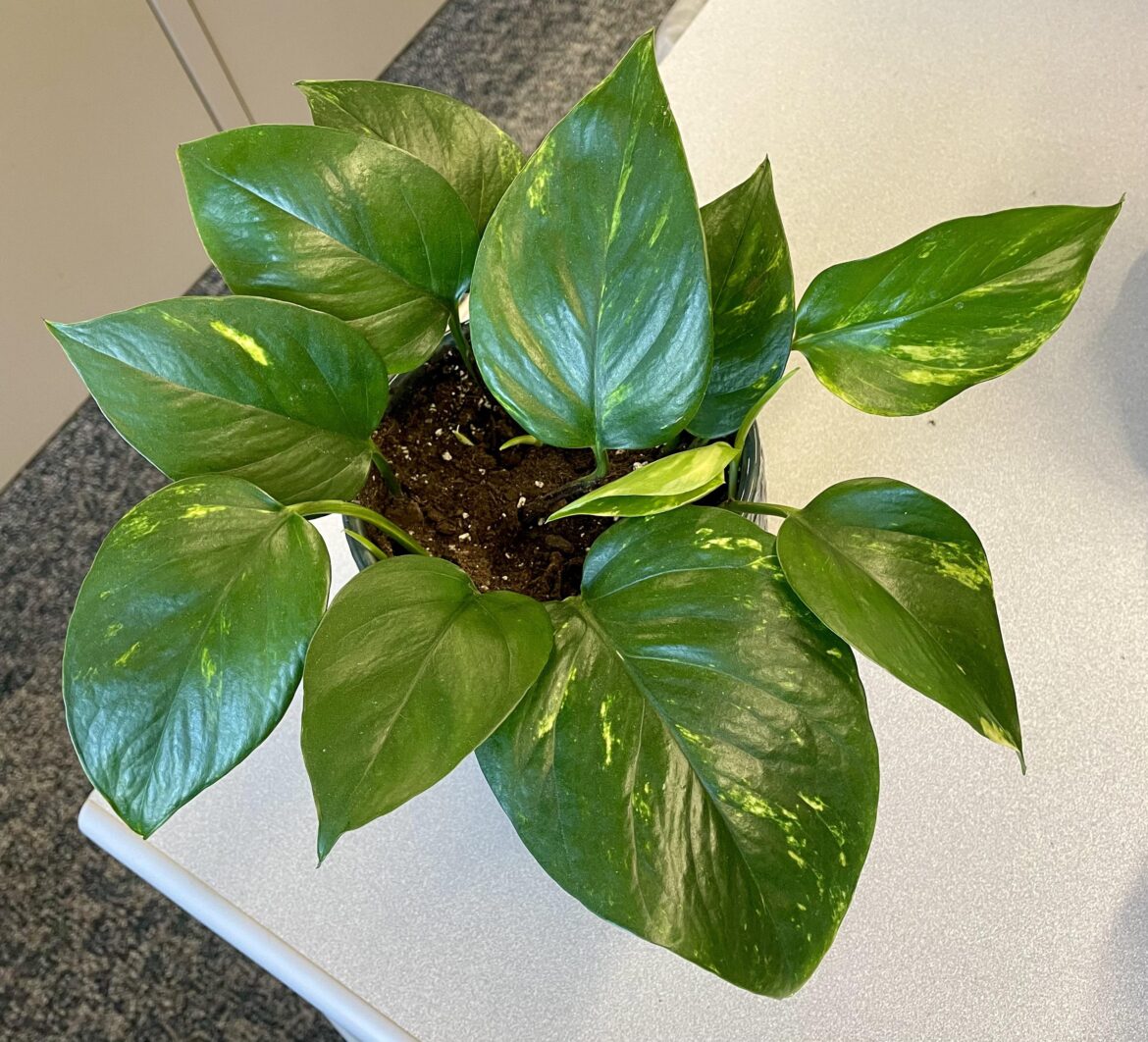 My happy office pothos 🌱