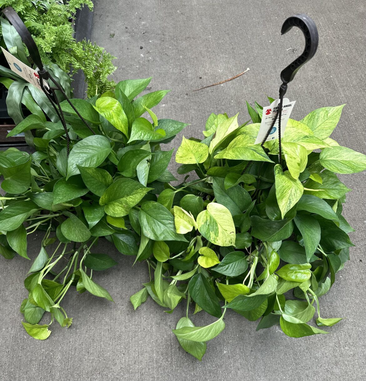 Finally found my unicorn!