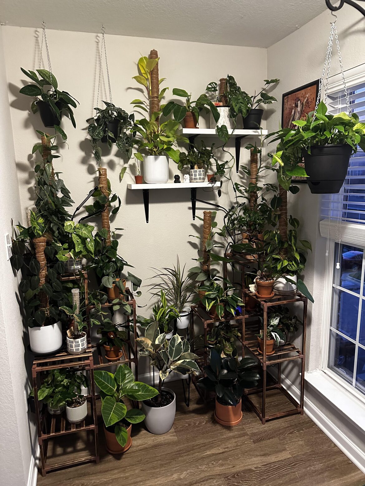 This is like…1/3 of my plants 😅