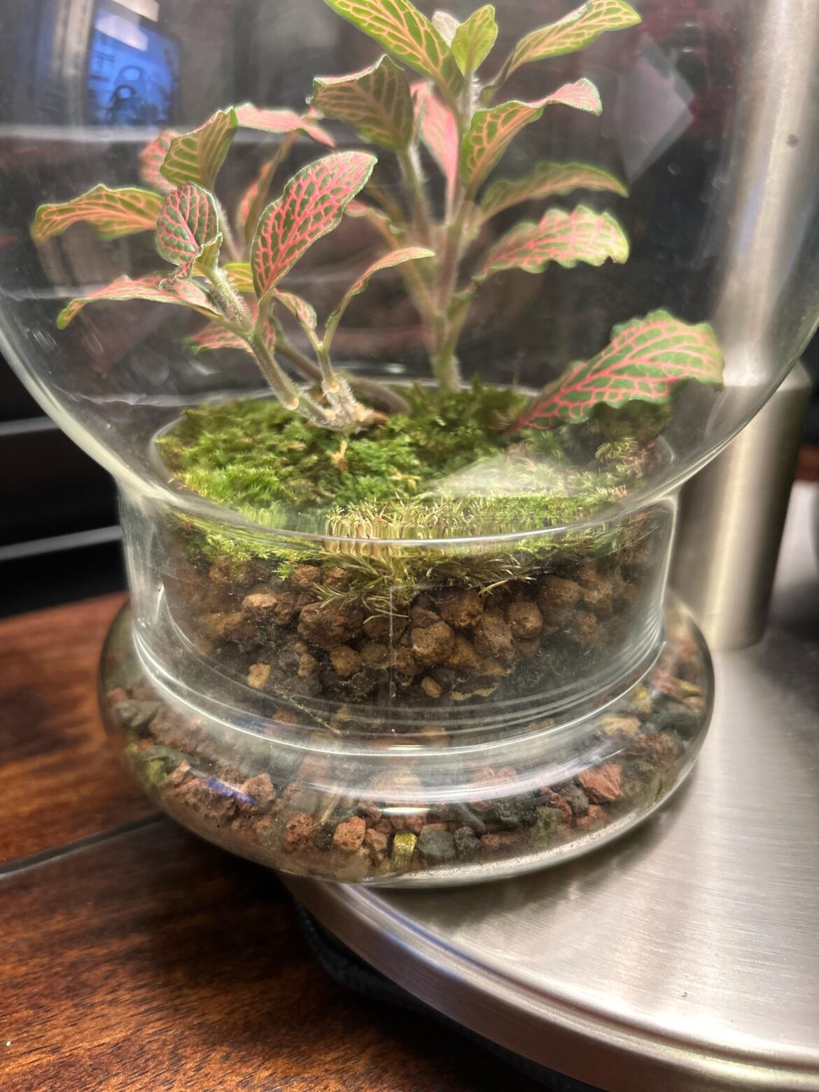 How different is it to take care of a soilless and fully rock substrate environment of my terrarium? How different is it to take care of a soilless and fully rock substrate environment of my terrarium?