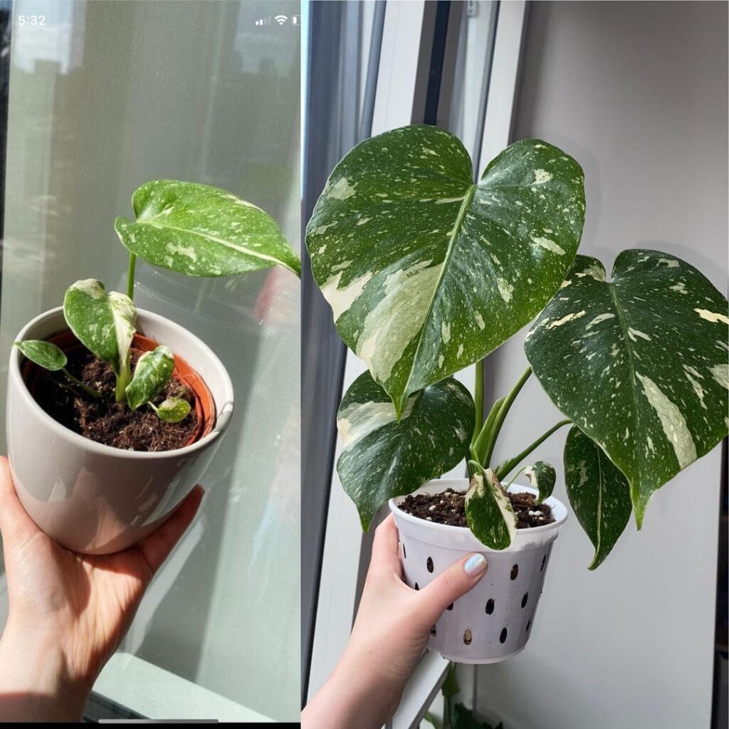 4 month Monstera Thai Constellation update & some Qs pls 4 month Monstera Thai Constellation update & some Qs pls