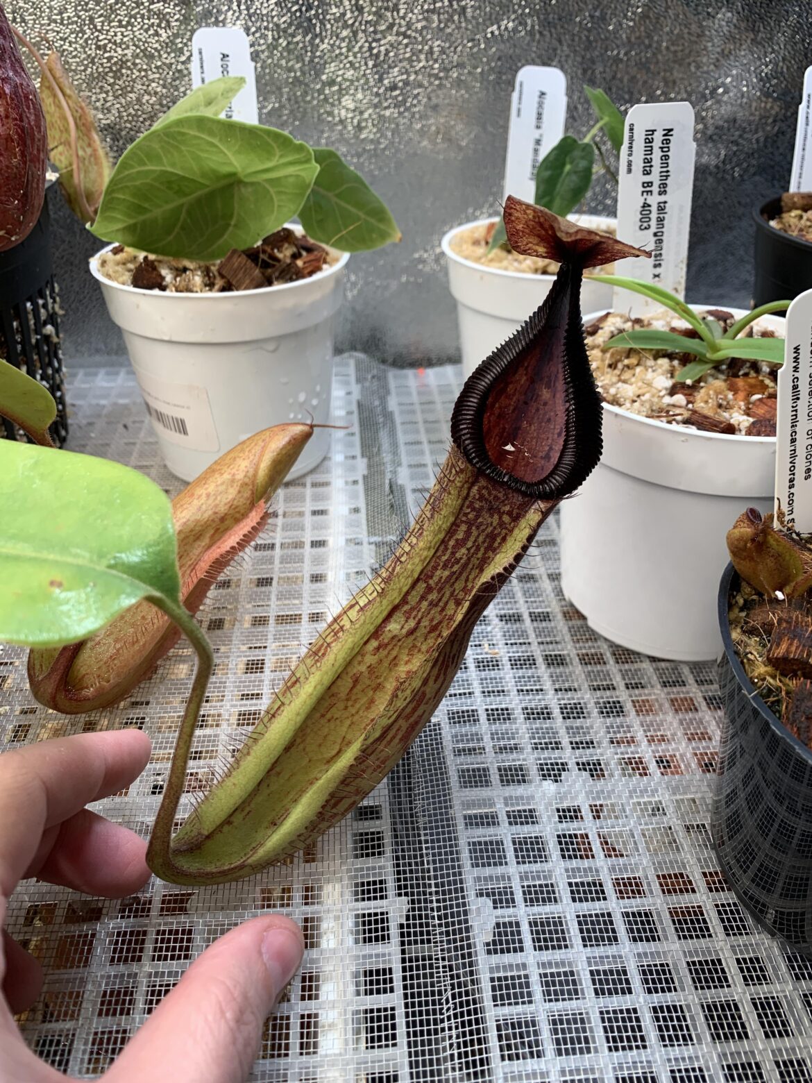 I got one of my dream neps! EP’s Predator (c) Truncata x Hamata. A little squished in shipping but not bad for such a large pitcher.