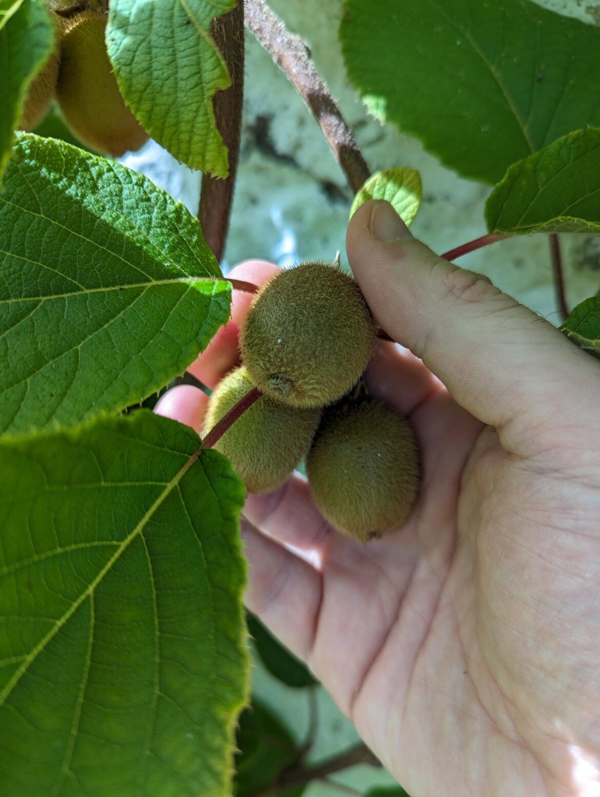 Any uses for unripened hardy kiwis?